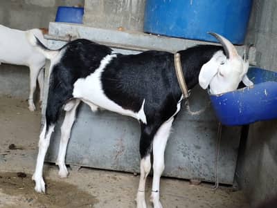TAPRA BAKRA  FOR SALE. . . BEST FOR QURBANI 2027