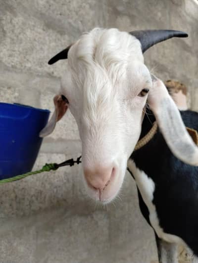 TAPRA BAKRA  FOR SALE. . . BEST FOR QURBANI 2027