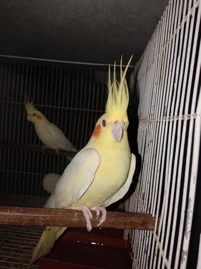 breeding pair