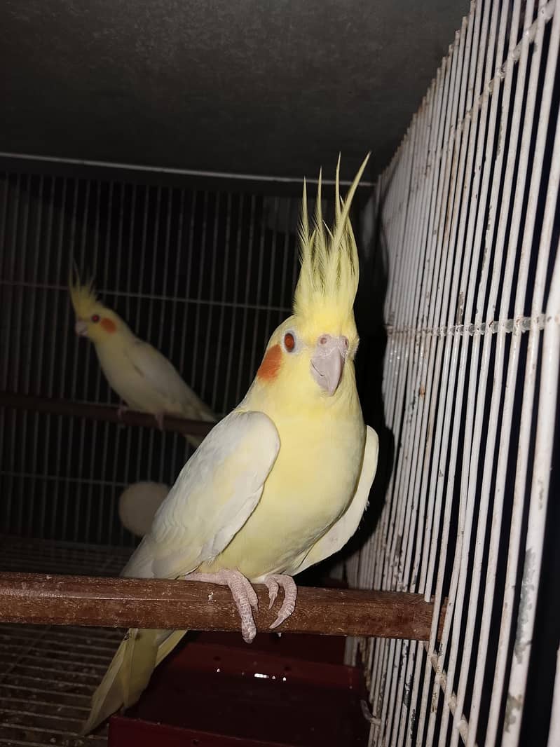 breeding pair 0