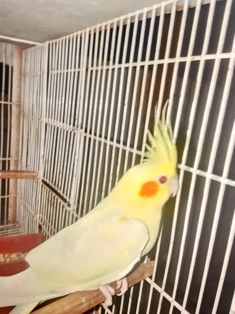breeding pair — photo 2
