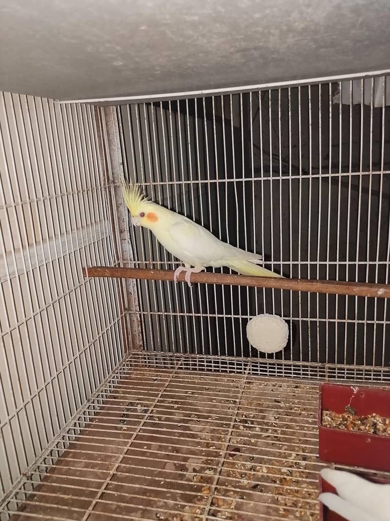 breeding pair 2