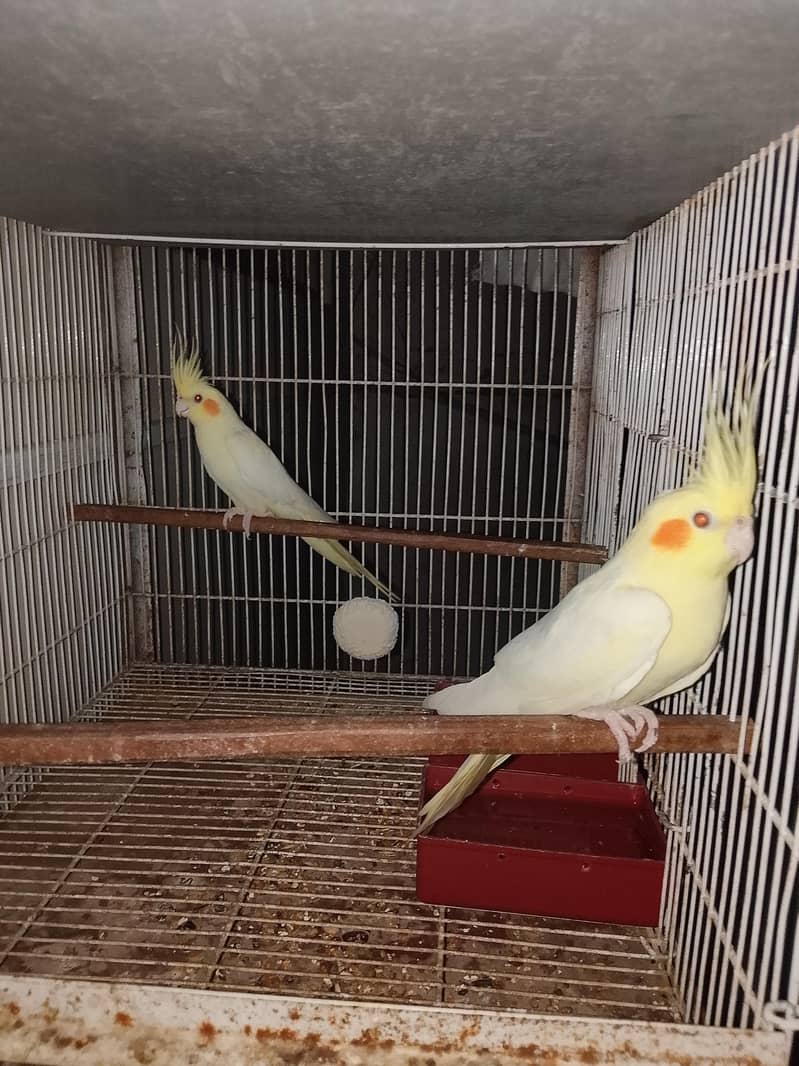 breeding pair 3