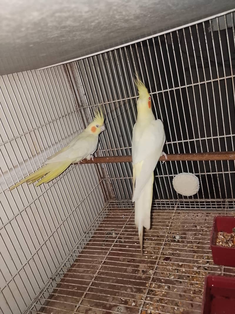 breeding pair 4
