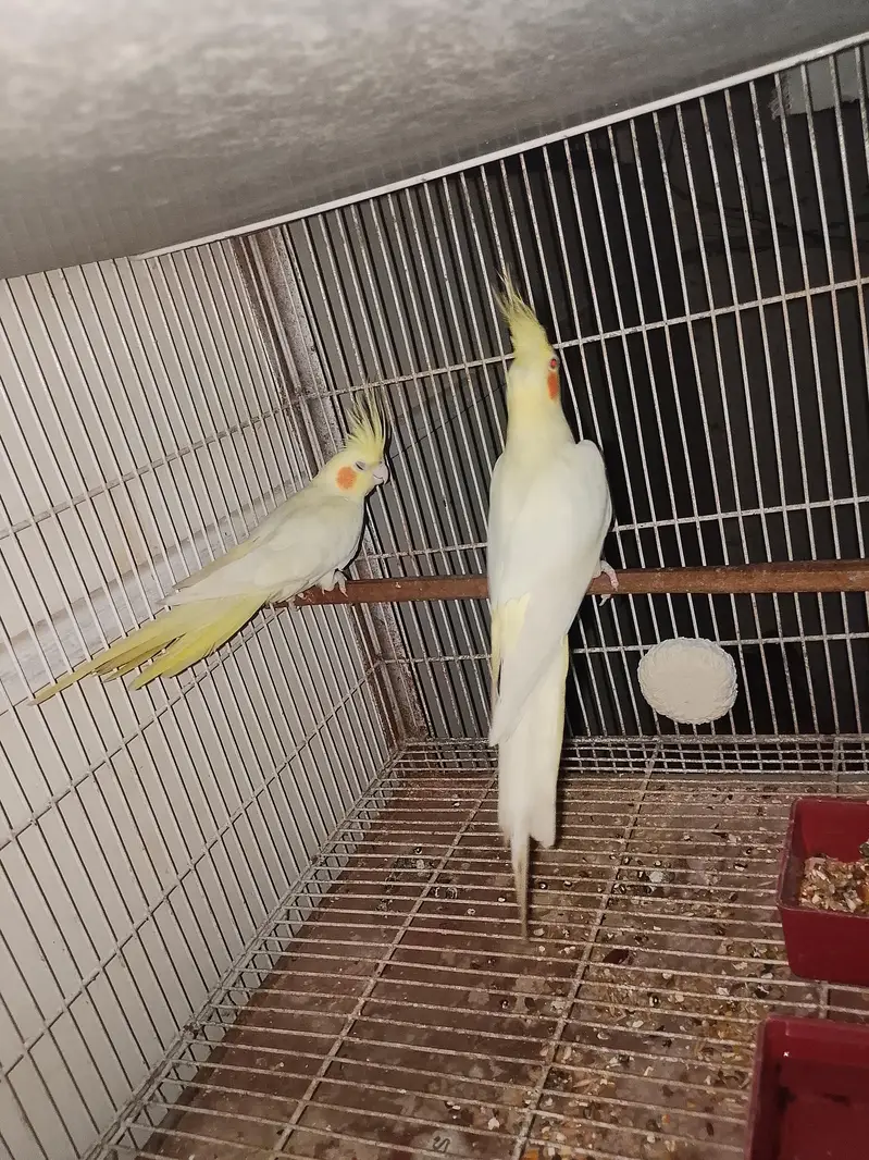 breeding pair — photo 5