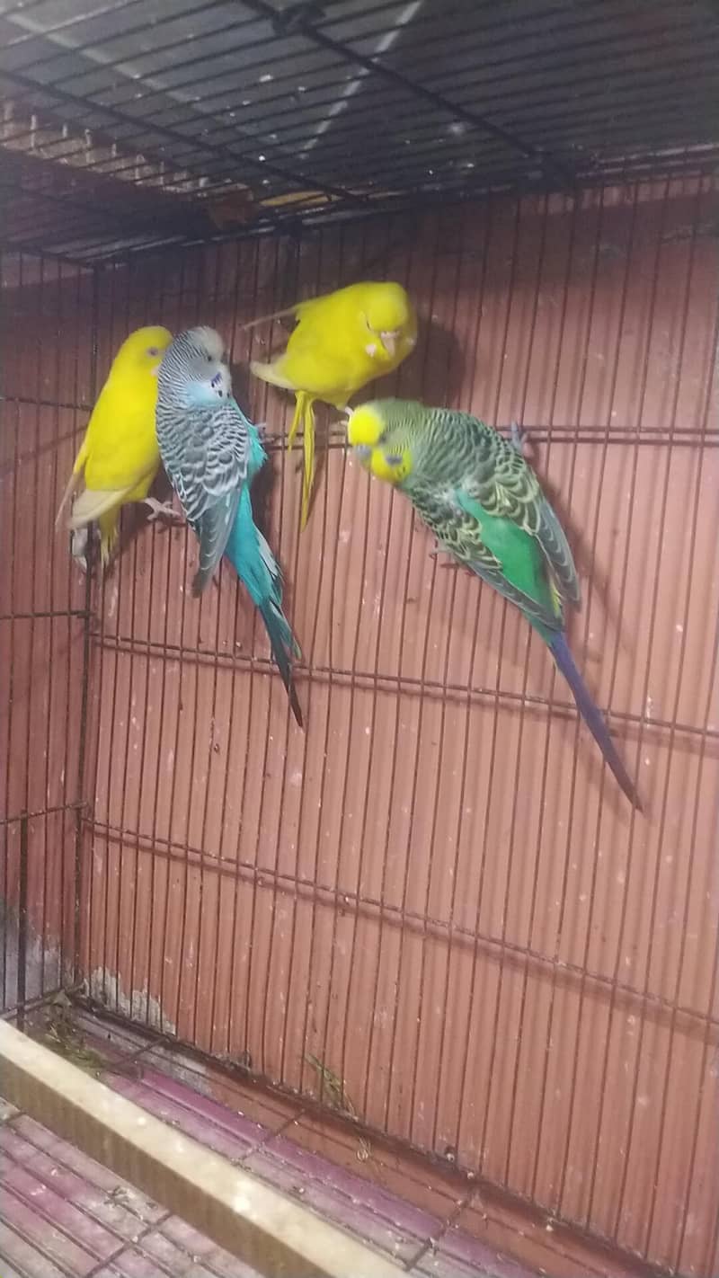 undersize budgie 0