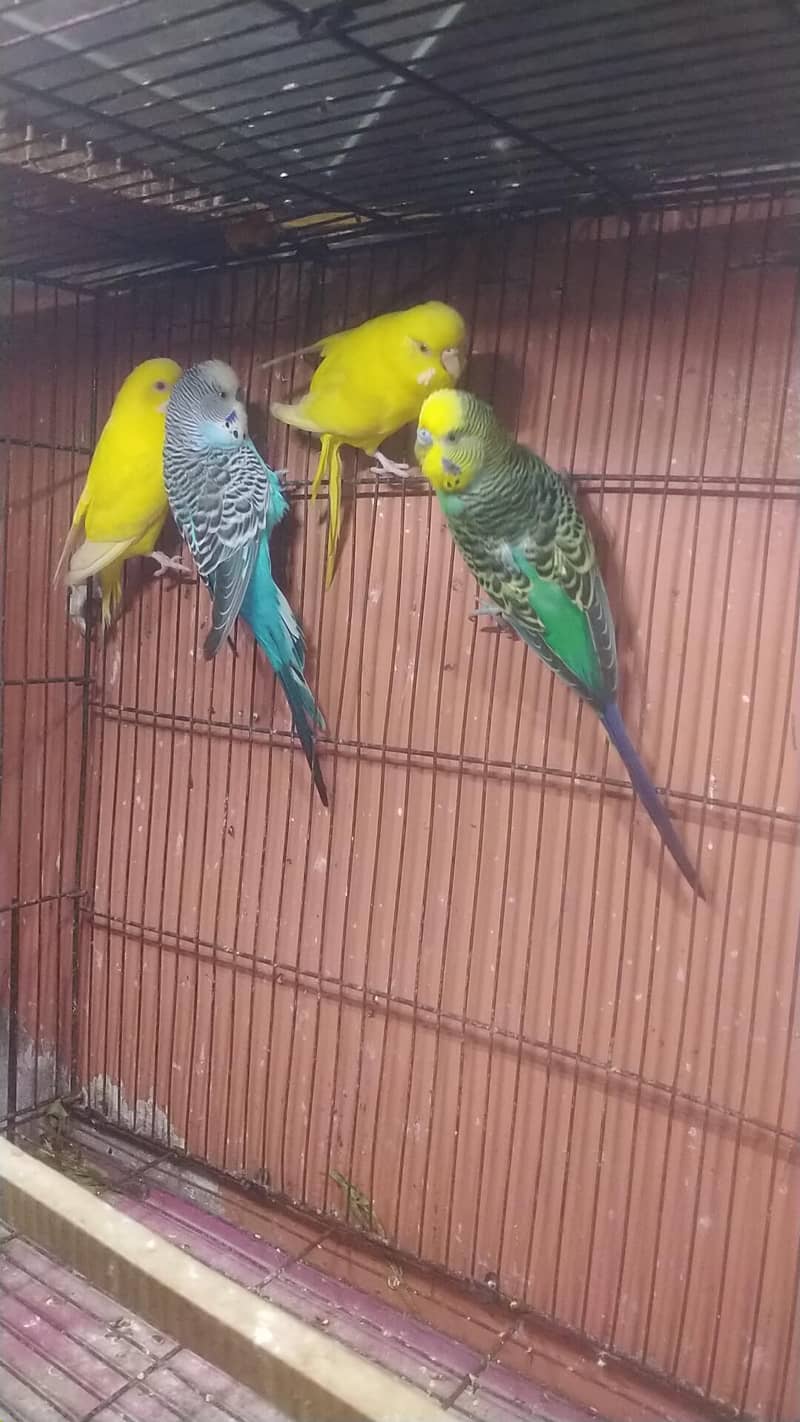 undersize budgie 1