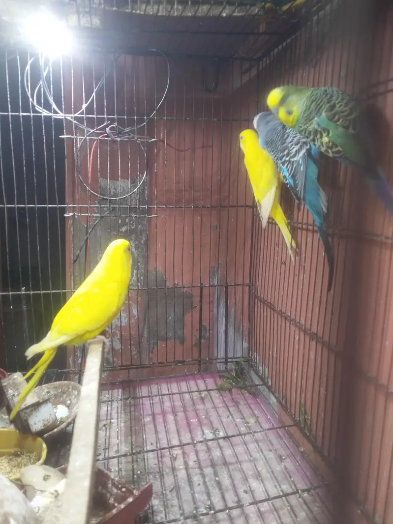 undersize budgie — photo 3
