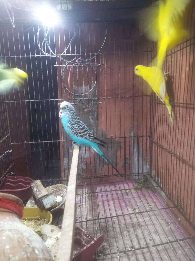 undersize budgie 3