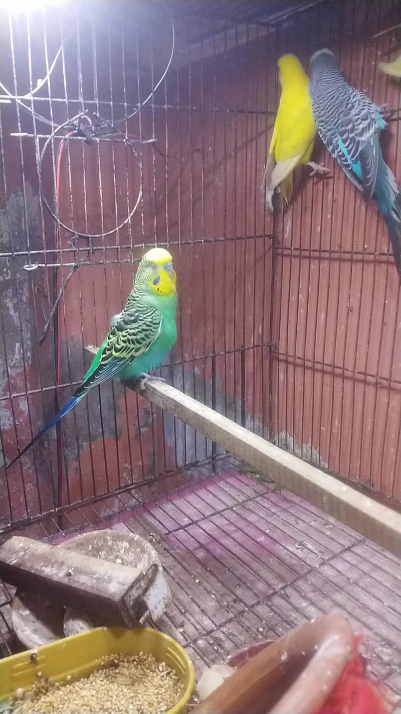 undersize budgie 4