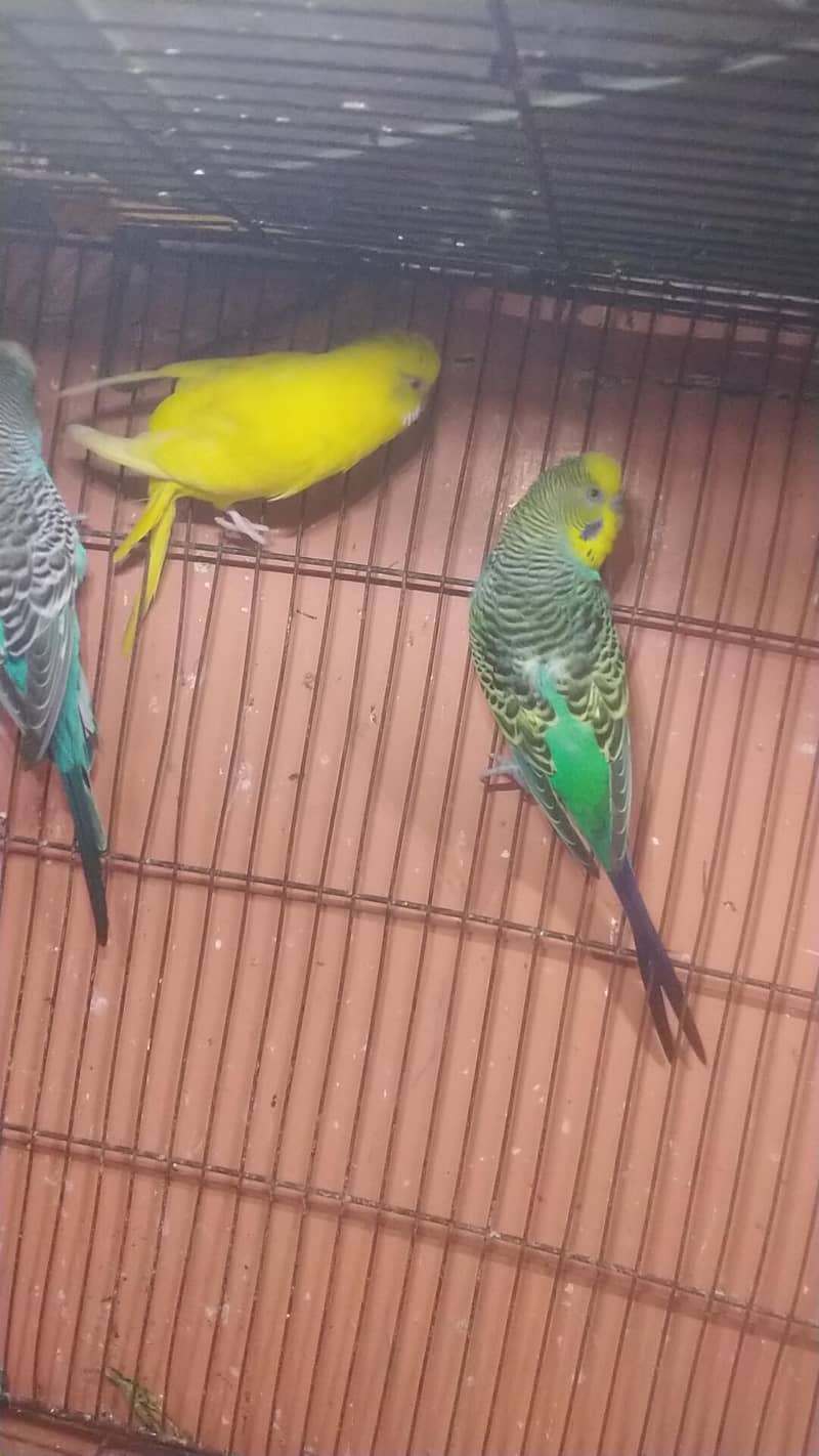 undersize budgie 5