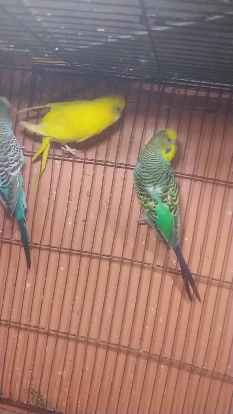 undersize budgie — photo 6
