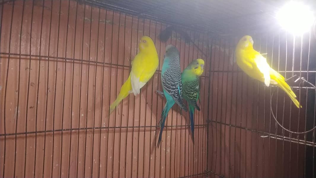 undersize budgie 6