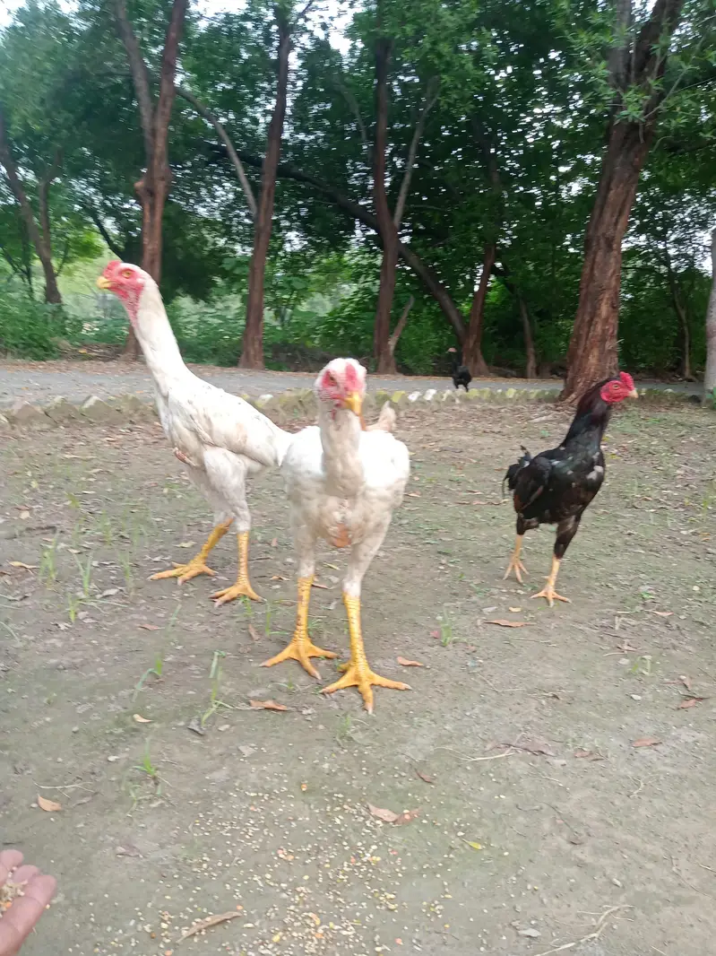 2 x male German Shamo Aseel — photo 2