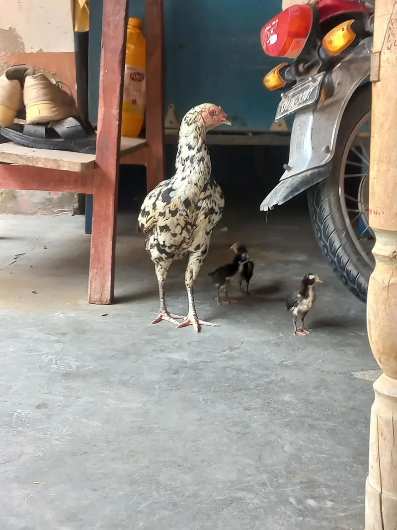 Sindhi Aseel  0314-357177-3 — photo 2