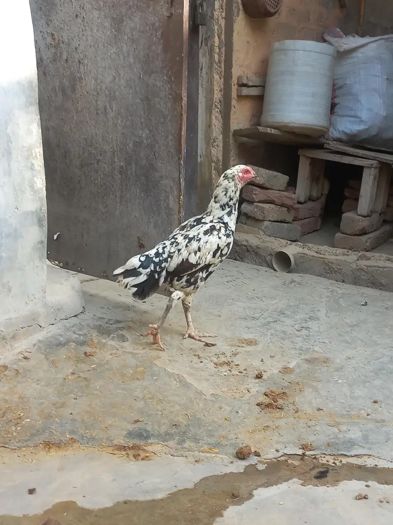 Sindhi Aseel  0314-357177-3 — photo 5