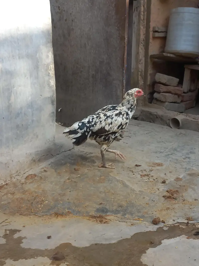 Sindhi Aseel  0314-357177-3 — photo 7