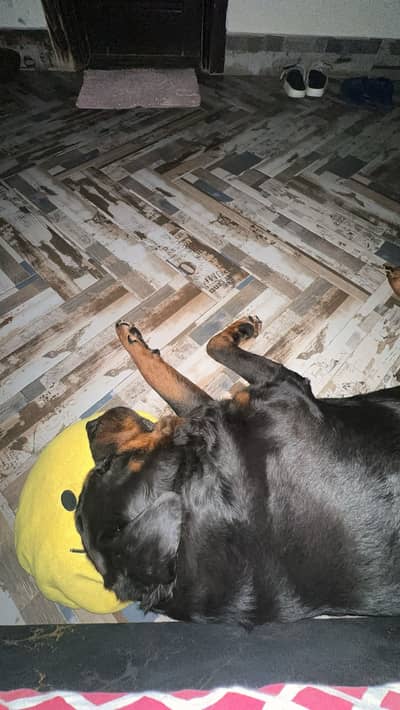 Rotwiller dog sale kar rhy bcz family issues