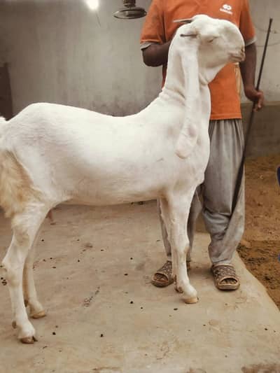 pure gulabi  bakri. hai daanto mein 4 ho rahi hai