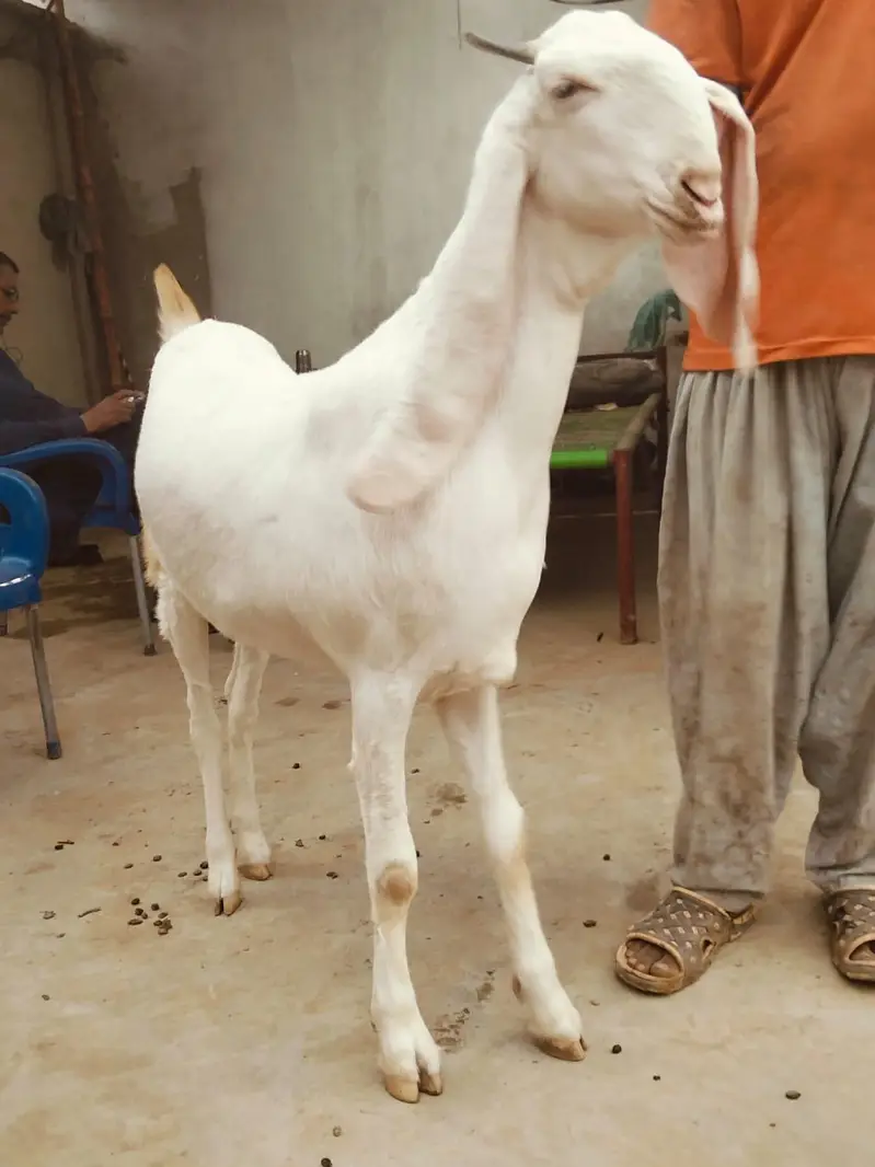 pure gulabi  bakri. hai daanto mein 4 ho rahi hai — photo 2