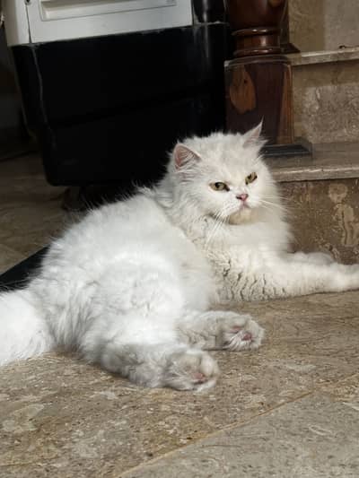 Punch face Female Cat persian