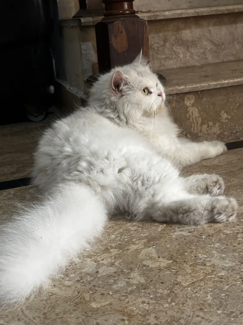Punch face Female Cat persian — photo 2