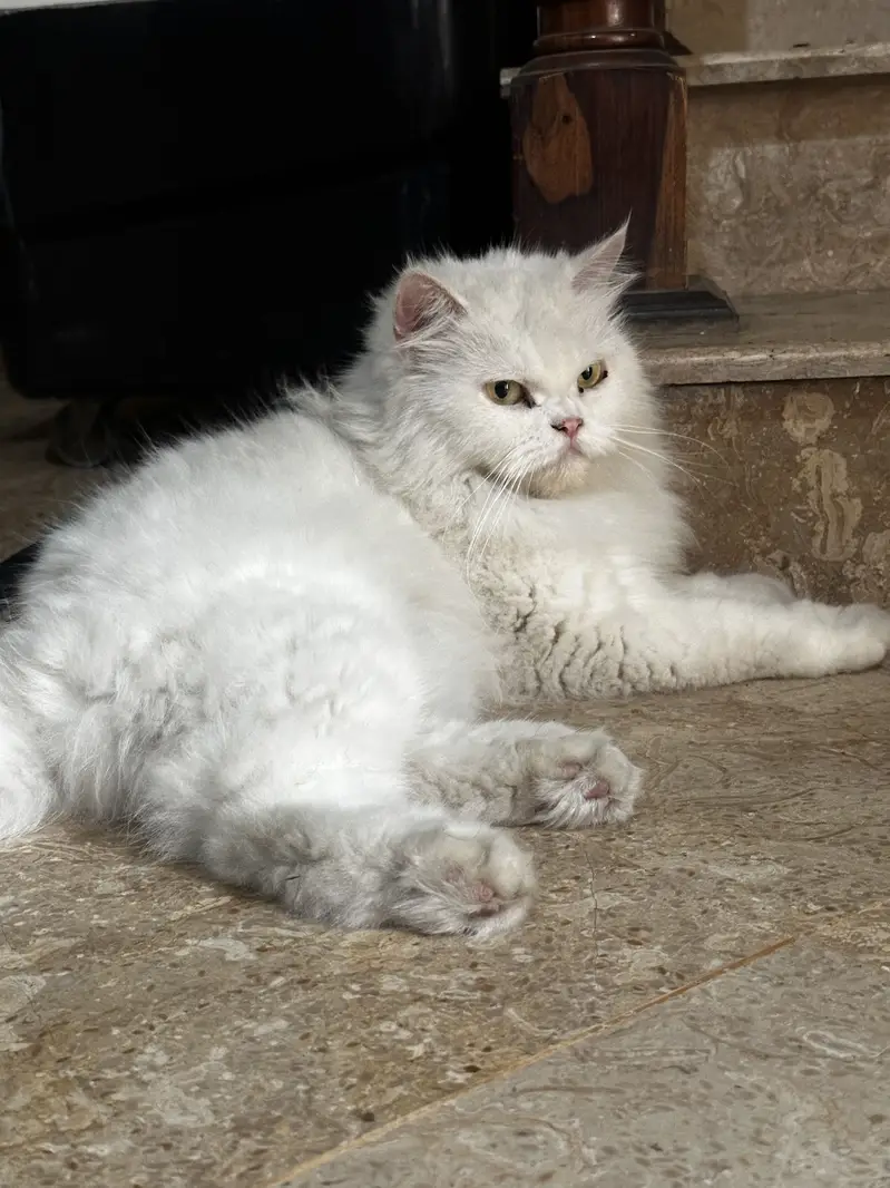 Punch face Female Cat persian — photo 3