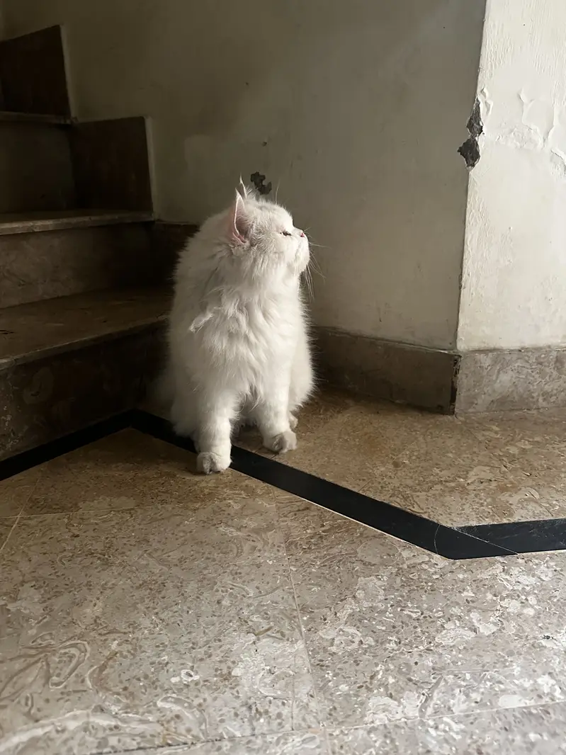 Punch face Female Cat persian — photo 4