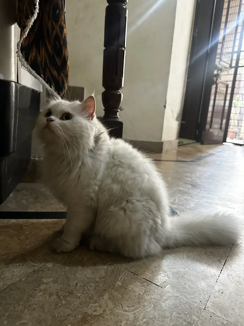 Punch face Female Cat persian — photo 5