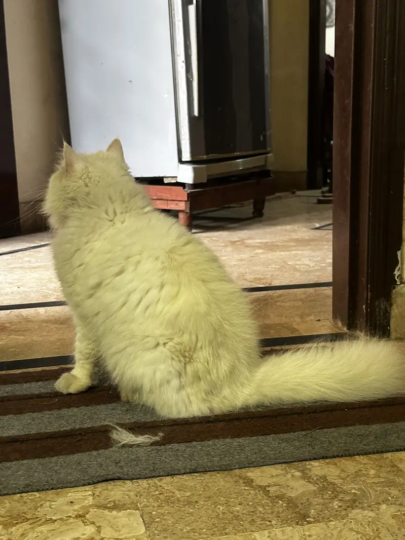 Punch face Female Cat persian — photo 6