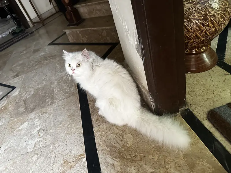 Punch face Female Cat persian — photo 7