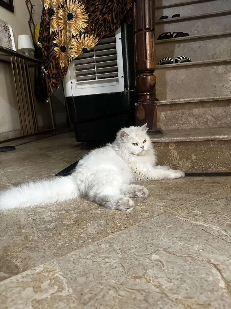 Punch face Female Cat persian — photo 8