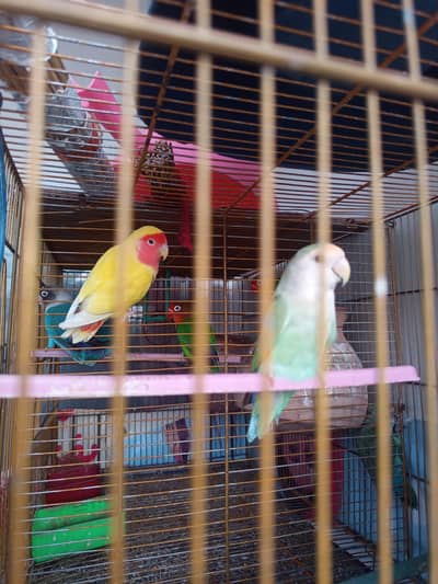 3 breeder pair and cage
