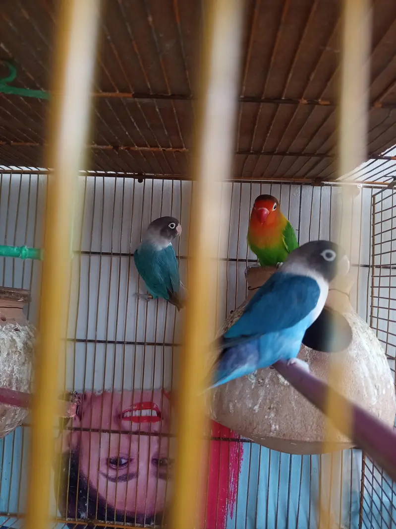3 breeder pair and cage — photo 2