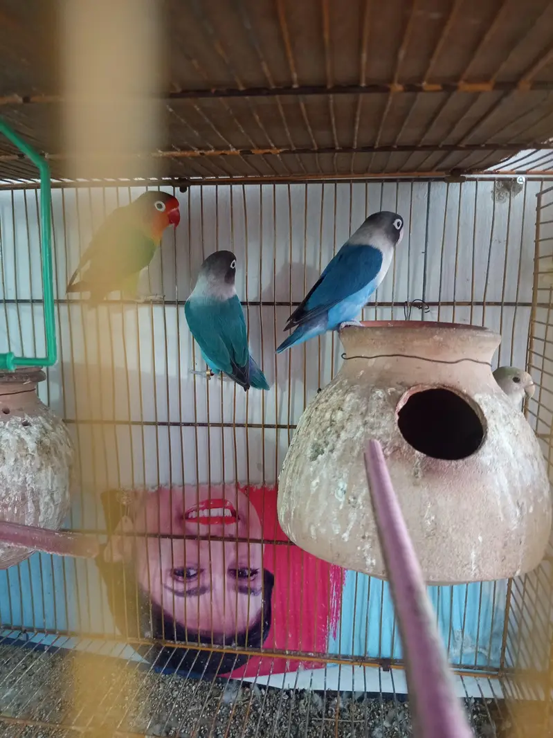 3 breeder pair and cage — photo 3