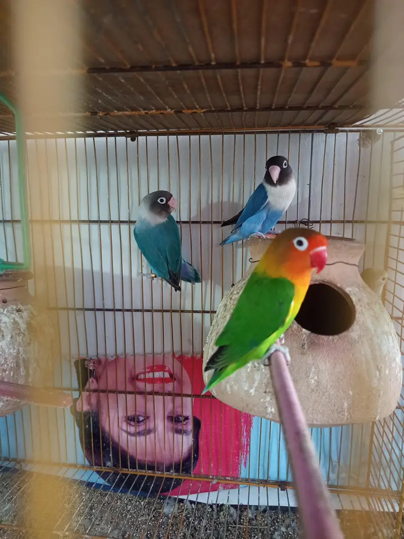 3 breeder pair and cage — photo 4