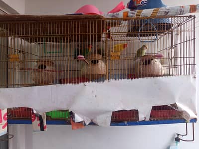 1 breeder pair and cage