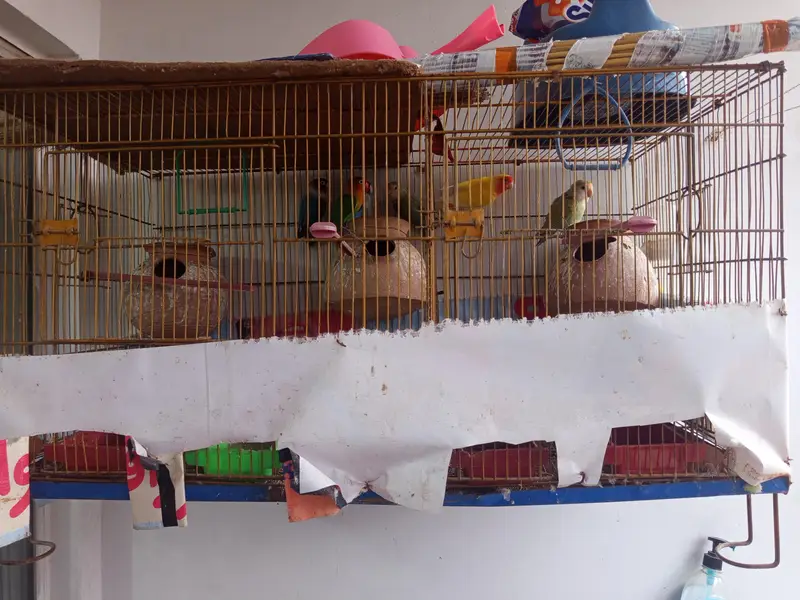 3 breeder pair and cage — photo 5