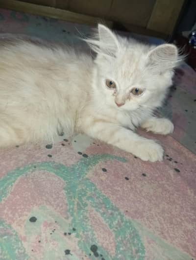 Persian kitten