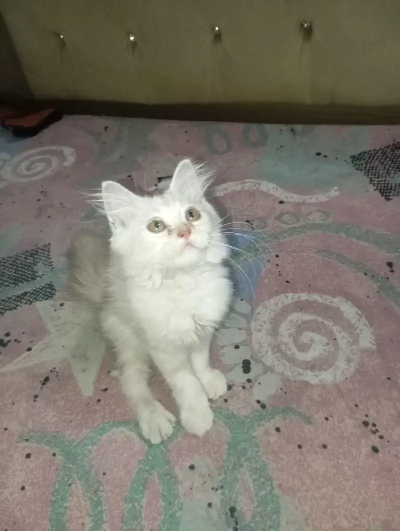 Persian kitten — photo 2
