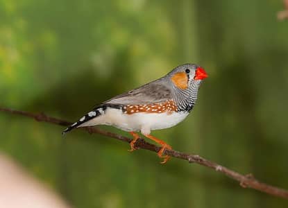 zabra finch  breader pair & chicks