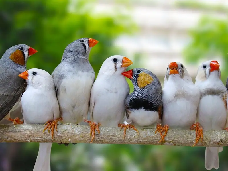 zabra finch  breader pair & chicks — photo 2
