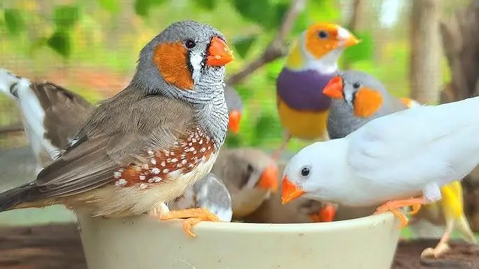zabra finch  breader pair & chicks — photo 3