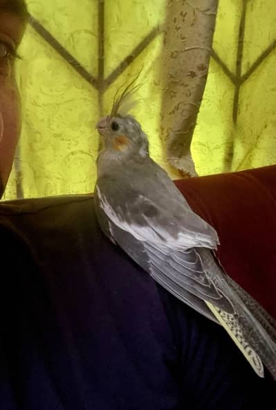Cocktail chick hand tamed