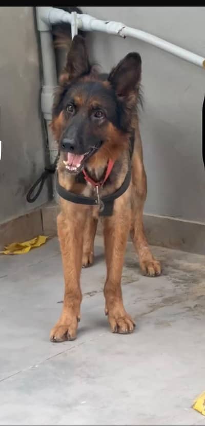 Pedigree German Shepherd Trained