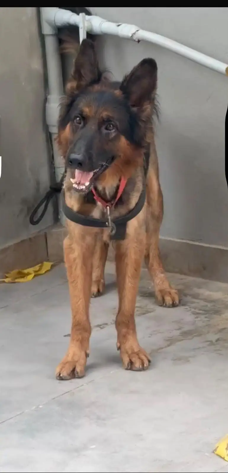 Pedigree German Shepherd Trained — photo 2