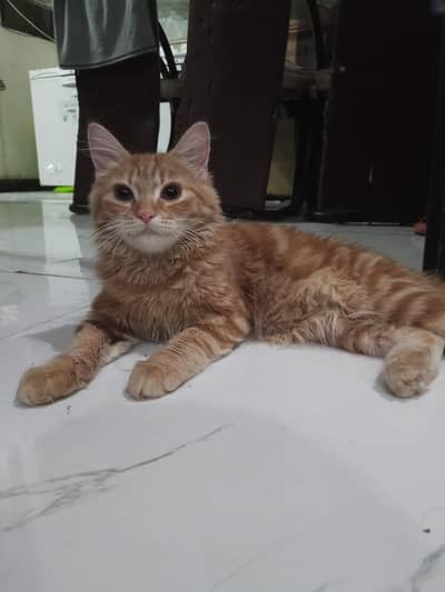 Persian pair cats for sale