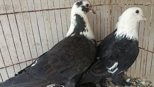 all pair for sale location landhi 6 near afaq Ahmed house