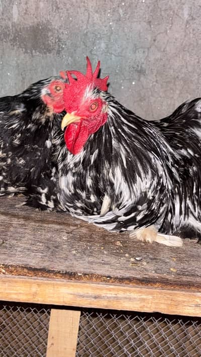 Coco bantam pure breed