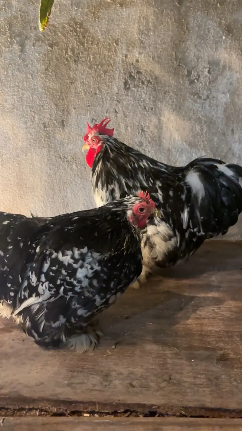 Coco bantam pure breed — photo 2